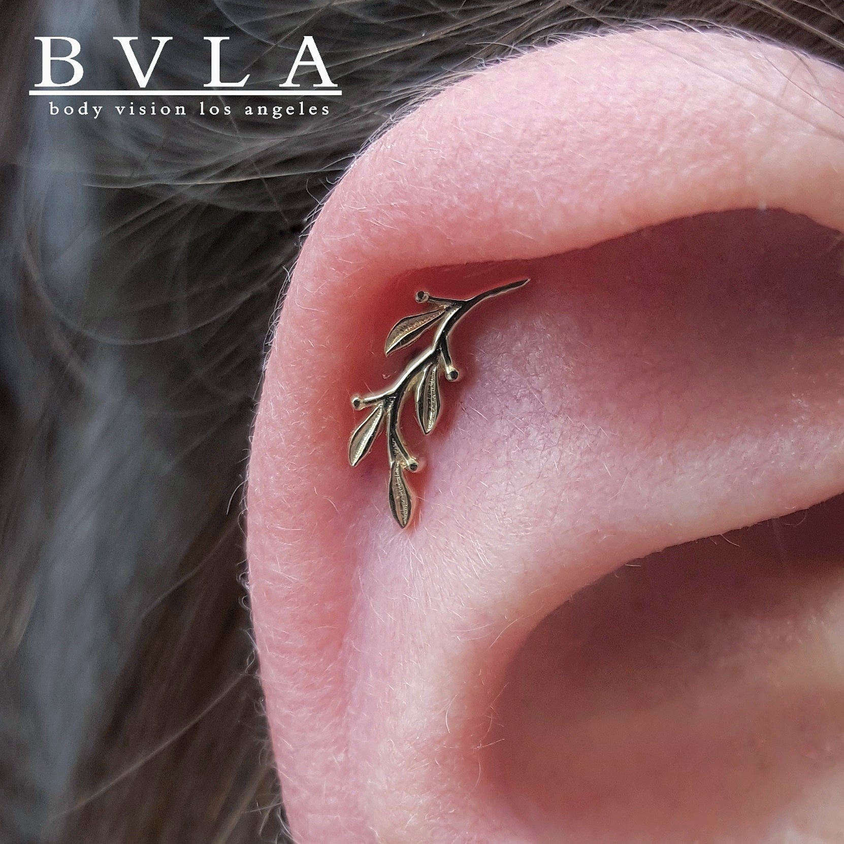 BVLA - Amity-thumbmail-2