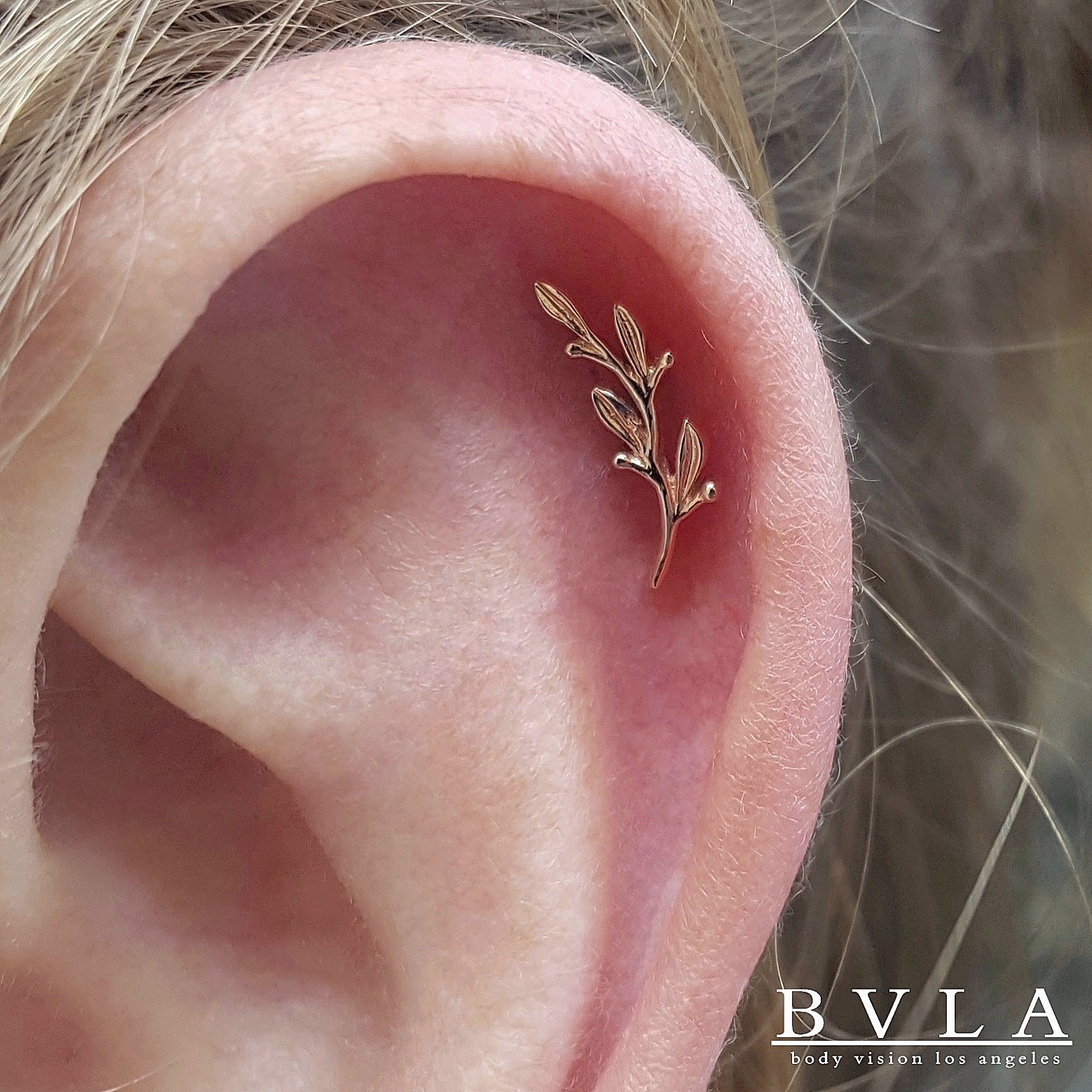 BVLA - Amity-thumbmail-3