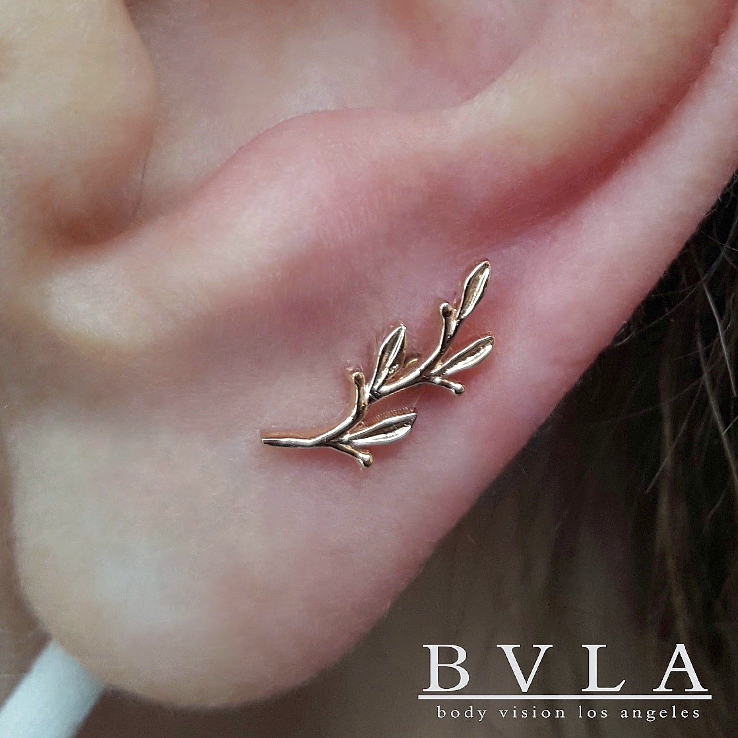 BVLA - Amity-thumbmail-4