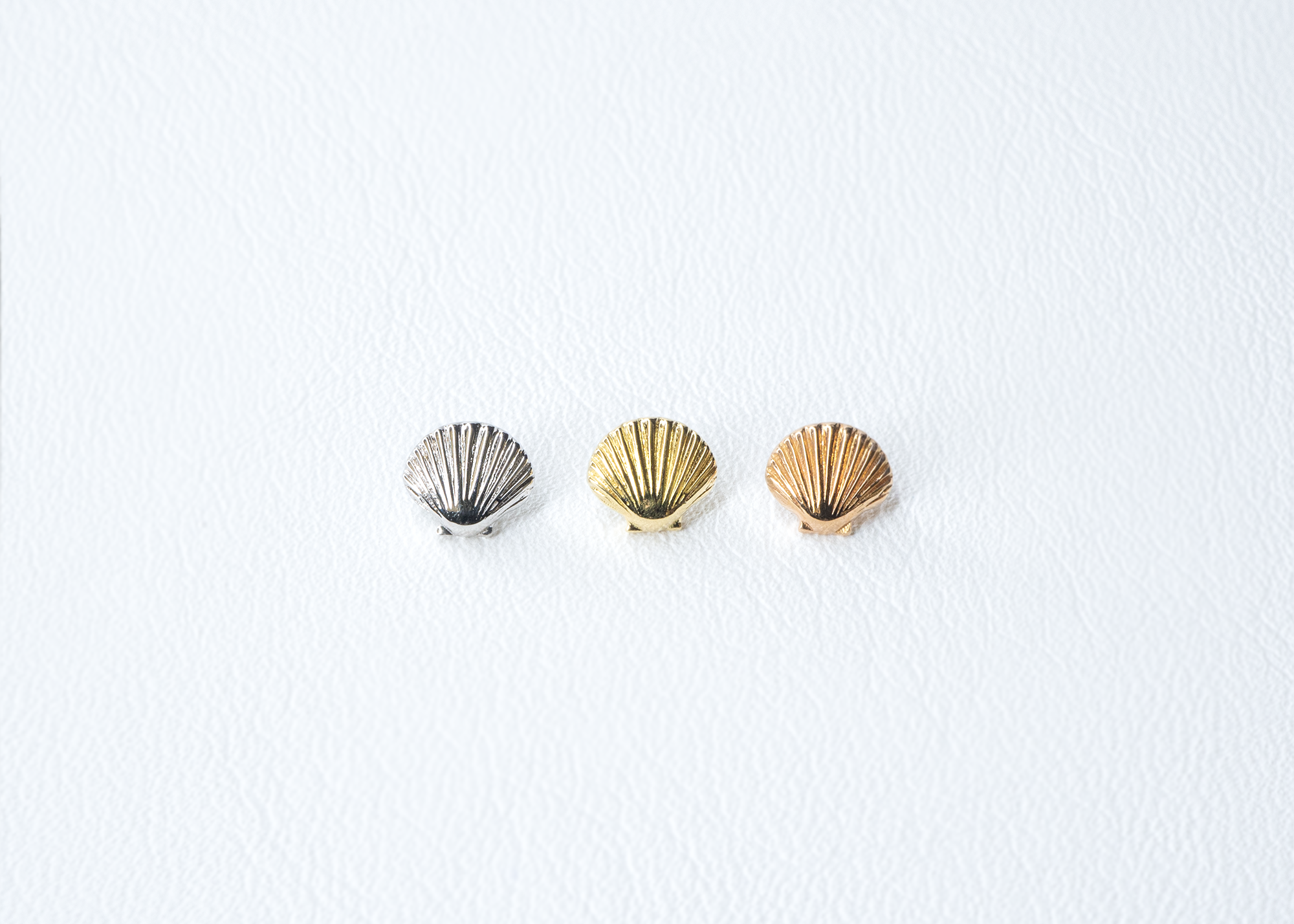 BVLA - Sea Shell
